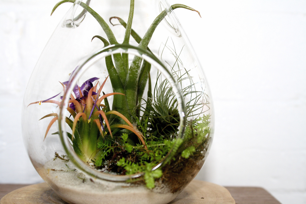 Prickly plant life growing indoors in a goldfish bowl